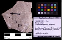 Foto (Objekt + Etiketten) von Decapoda indet. (NHMW-GEO-1990-0041-0329)